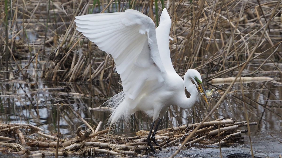 JJ_bkny's tweet photo. score!🐟🐟 #greategret #egret #magnificentbird #fishfordinner #nomnom #brooklynbirding https://t.co/Md5vh1YxqY