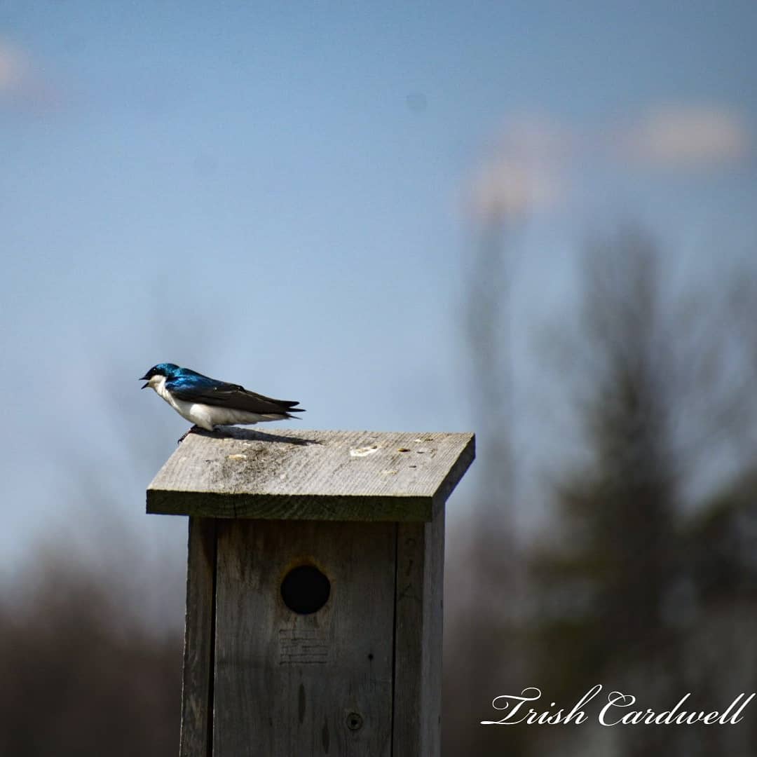 tc_31's tweet photo. Such pretty tree swallows. #Grimsby #naturewalk #birds https://t.co/CaQGW73fMa