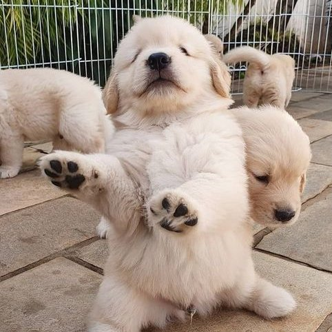 sam winchester as puppies (@puppiesammy) on Twitter photo 