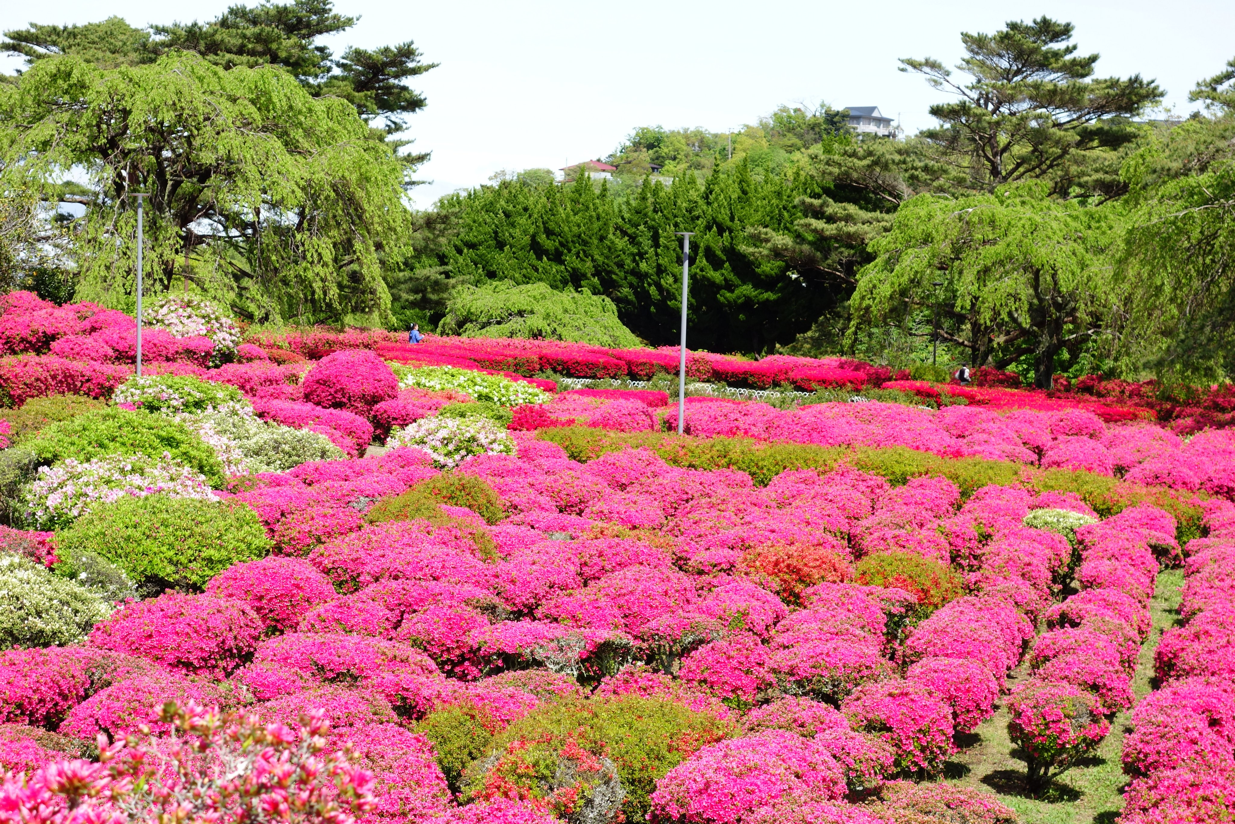 小室山公園つつじ祭り Twitter Search Twitter