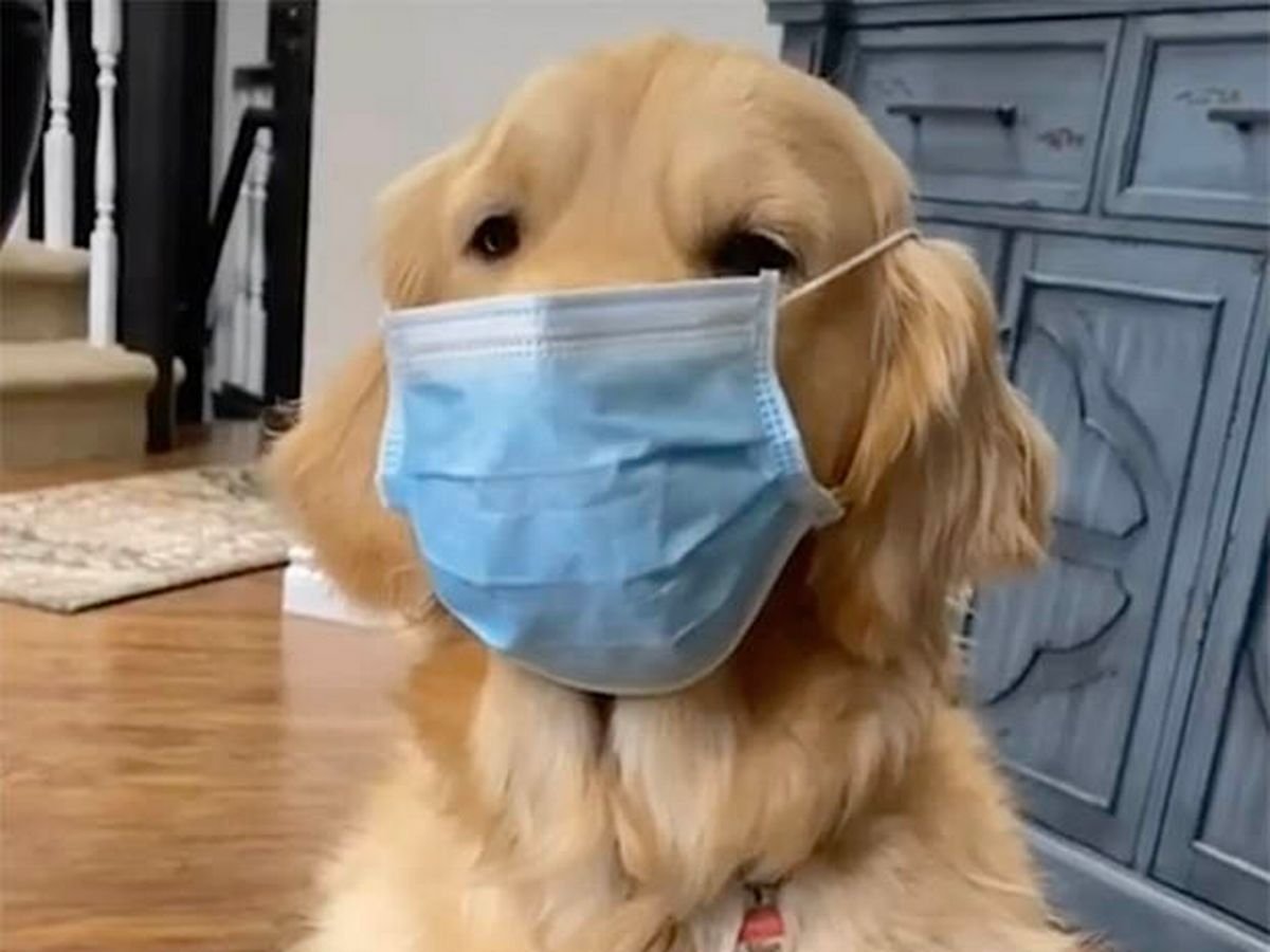 sam winchester as puppies (@puppiesammy) on Twitter photo 