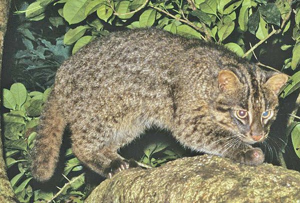 イリオモテヤマネコの日 Twitter Search