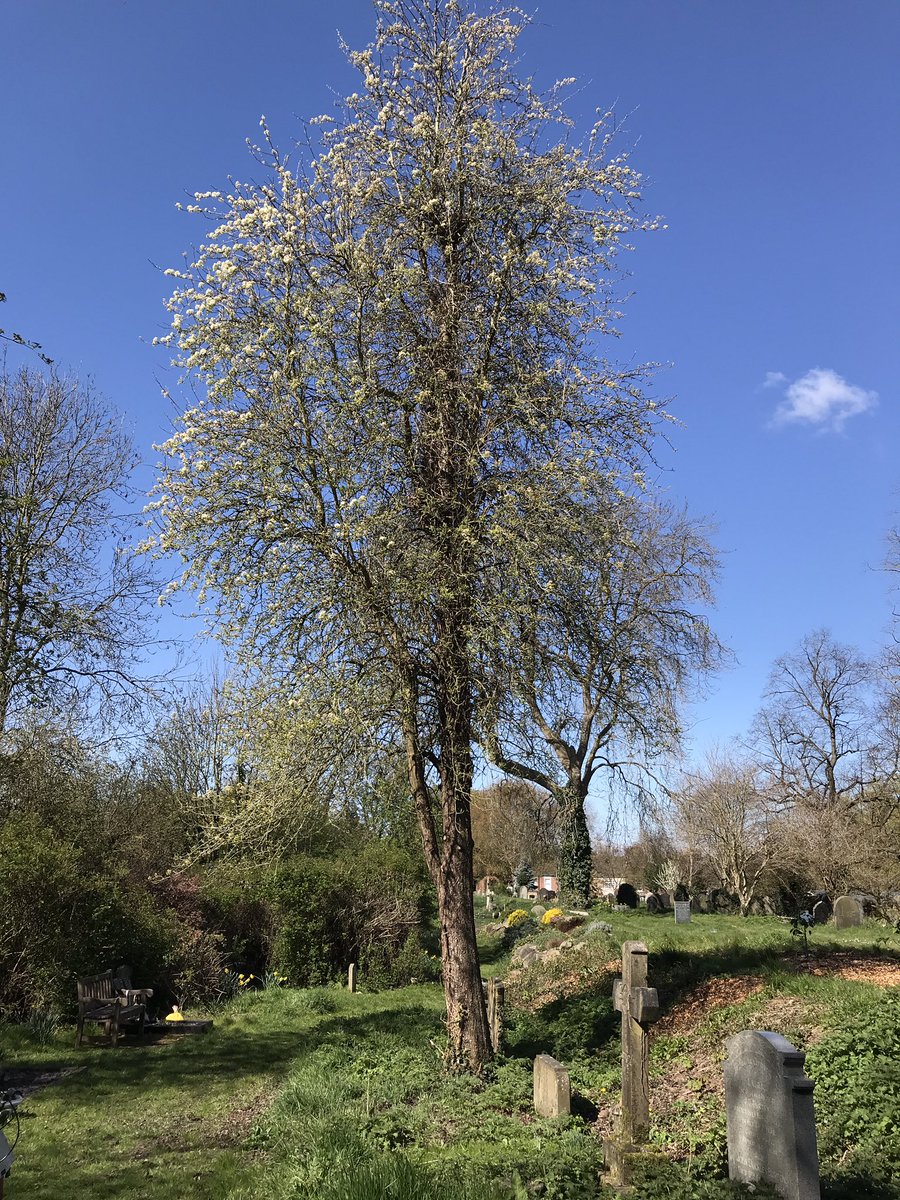 Abundance York (a project from Edible York) tweet media