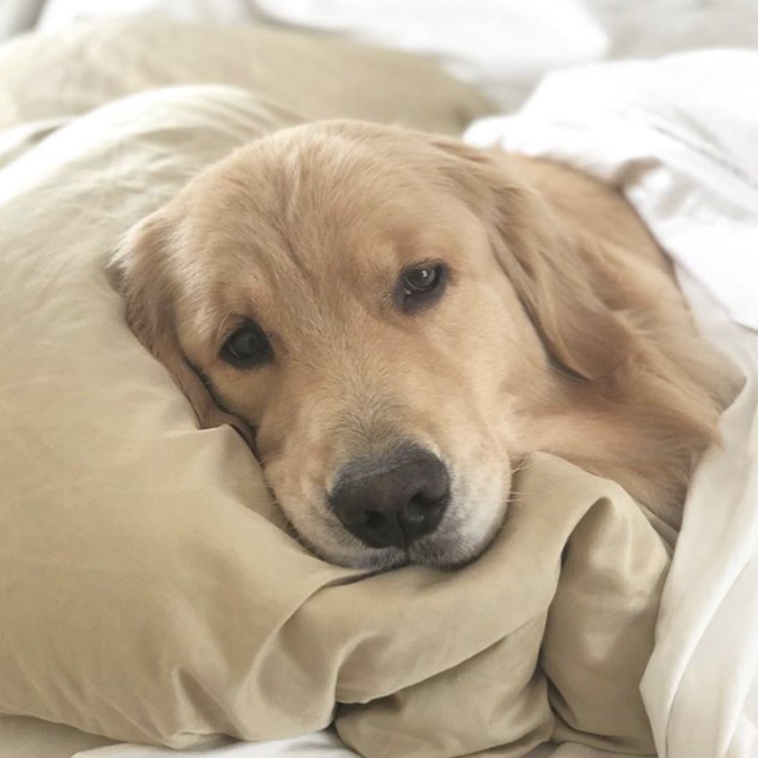 sam winchester as puppies (@puppiesammy) on Twitter photo 