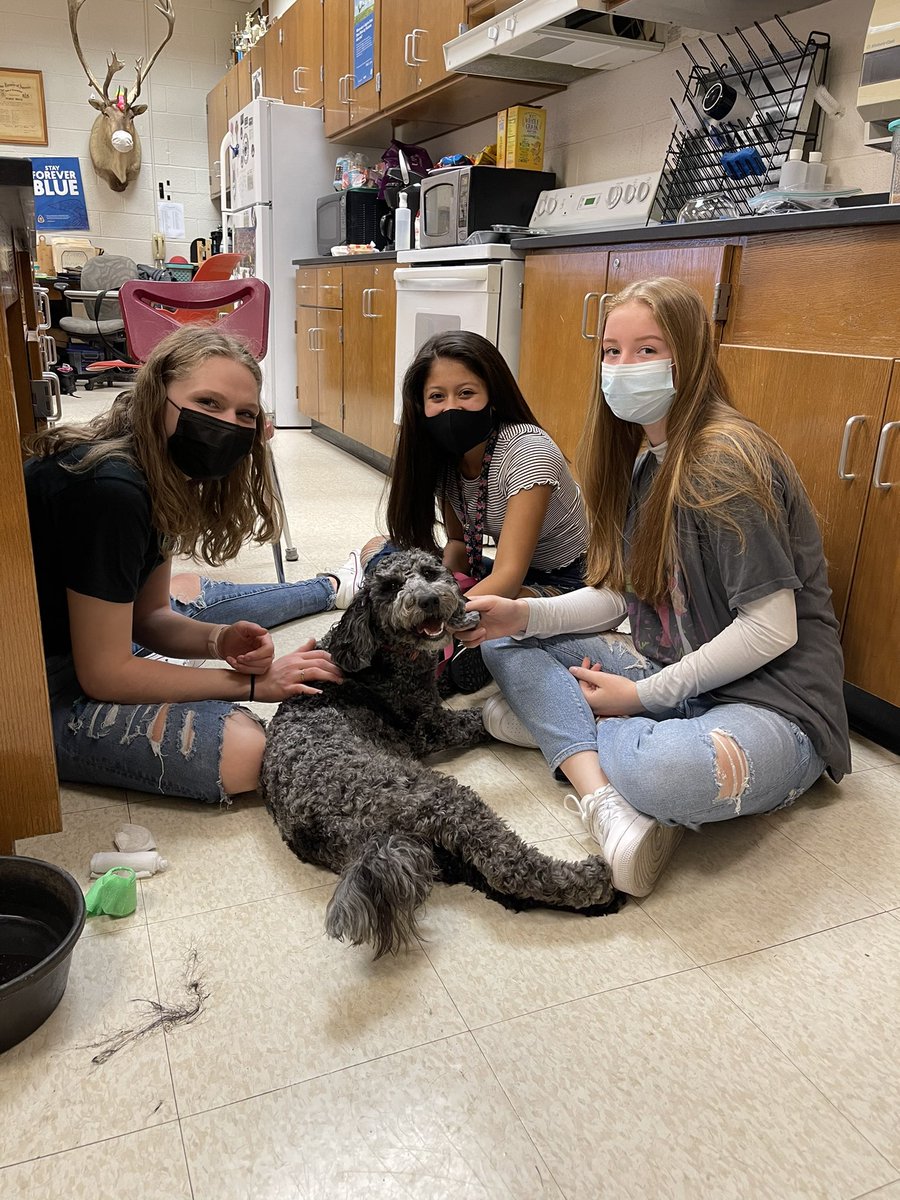 Lots of cute doggos in class this week as students finish of the bandaging clinical!!