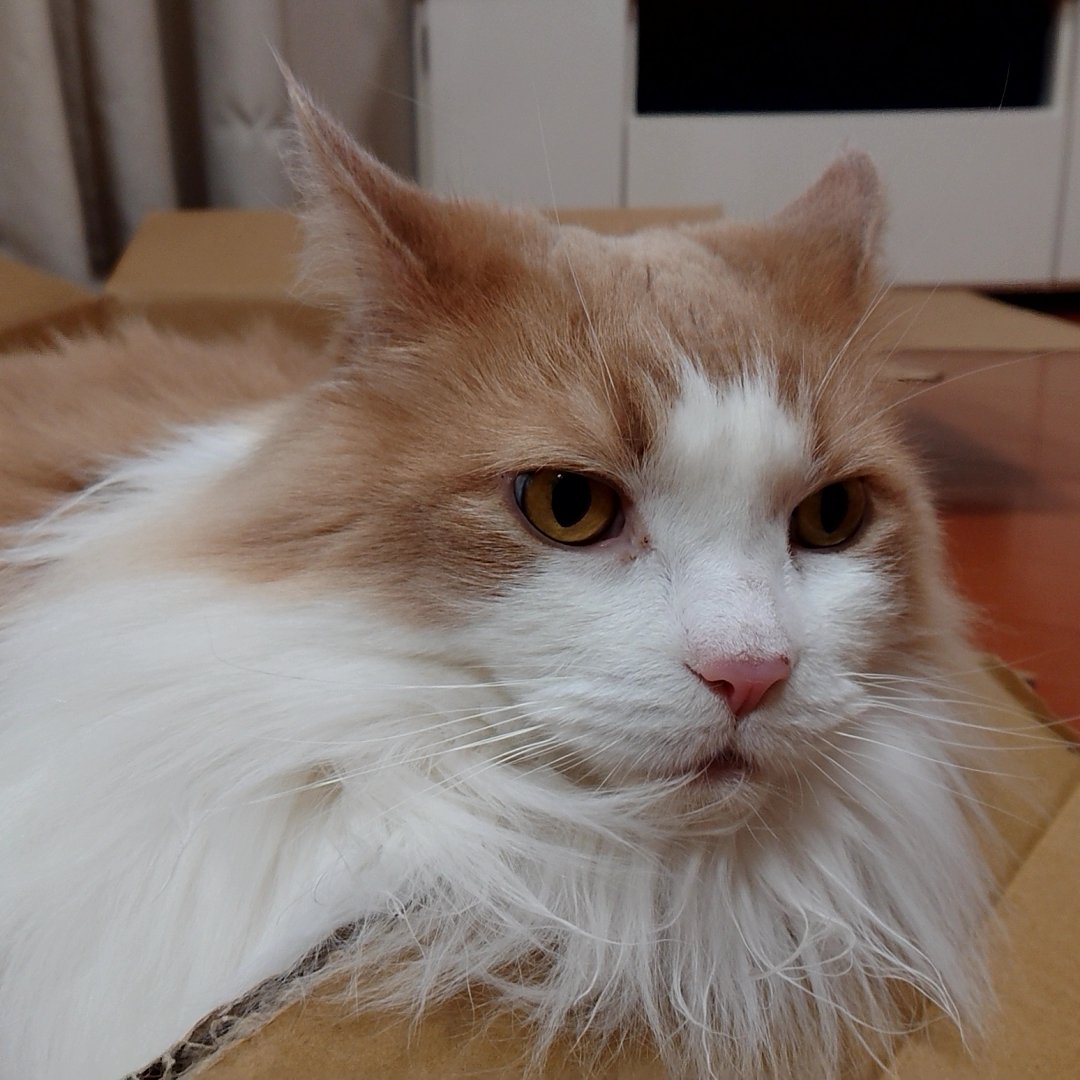 長毛猫あるある Twitter Search 長毛猫あるある Twitter Search