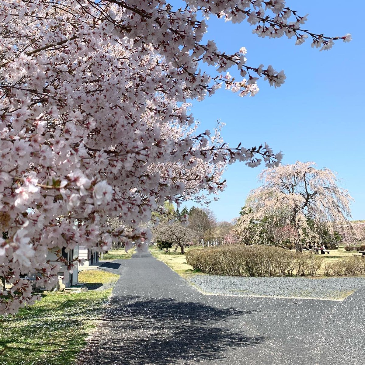 桜一関 Twitter Search Twitter 桜一関 Twitter Search Twitter