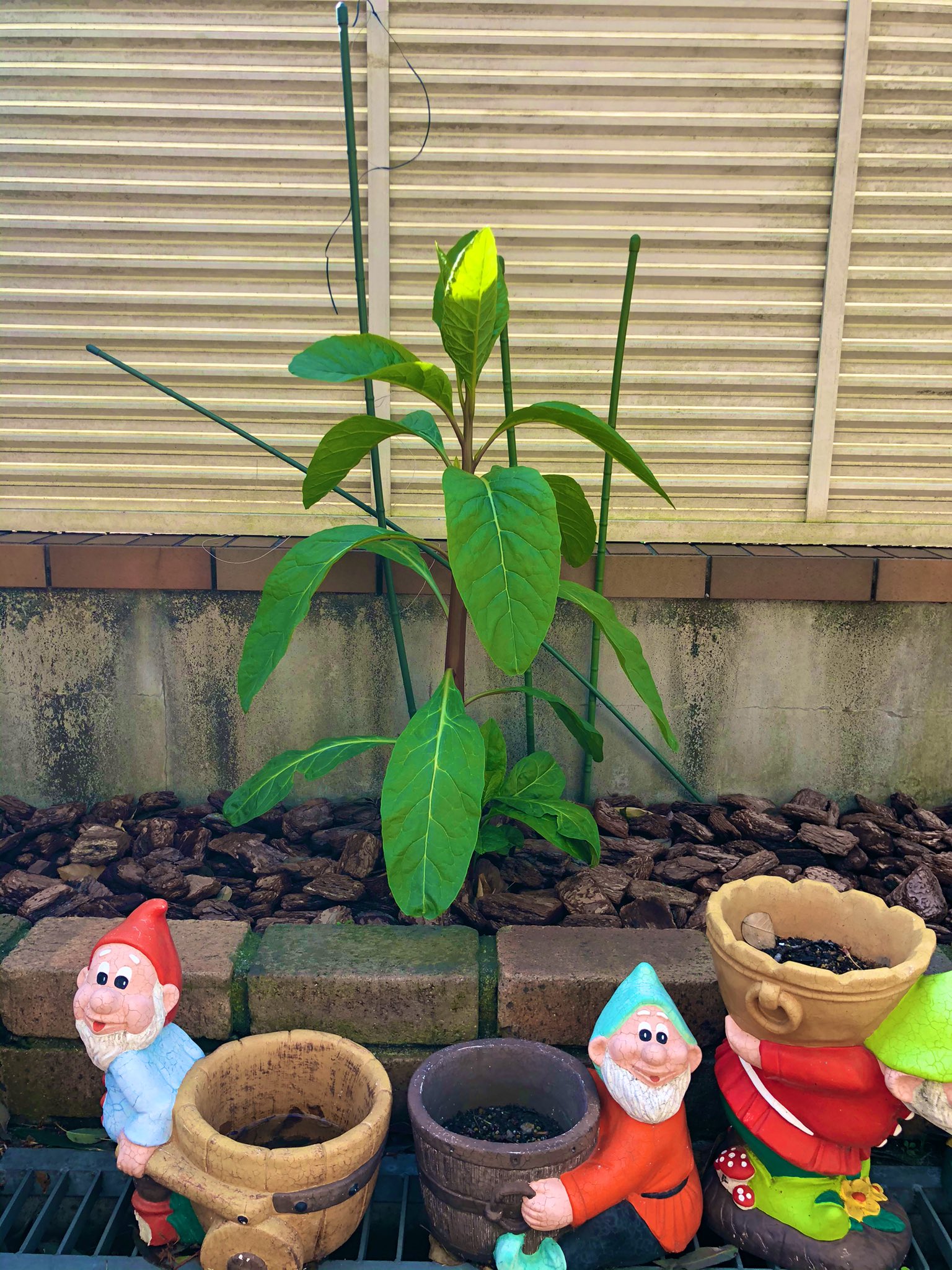 Rie Habu うさぎファース党 この雑草 根っこの抜きが甘かったらしく生えてくる事三度目 雨が降ると御伽噺の草か という程伸びる どうやって根絶やしに出来るんだろ