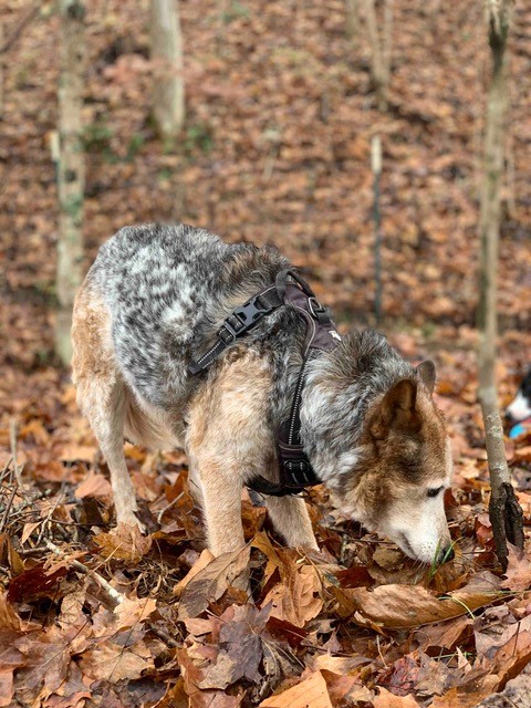 Emmy Lou is a 15-year-old blind and deaf dog that went missing this weekend. Her owner is hoping you can share these photos in hopes of locating her. Learn more --> bit.ly/3e3rnFp