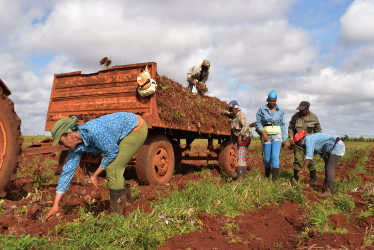 cubadebatecu's tweet photo. "Se reitera el llamado a producir alimentos como tarea de primer orden. Que toda persona con posibilidades de cultivar un pedacito de tierra, se motive por sembrarla, para la producción de alimentos como parte del Programa de Soberanía Alimentaria y Educación Nutricional" #Cuba https://t.co/cqcYYjKouE