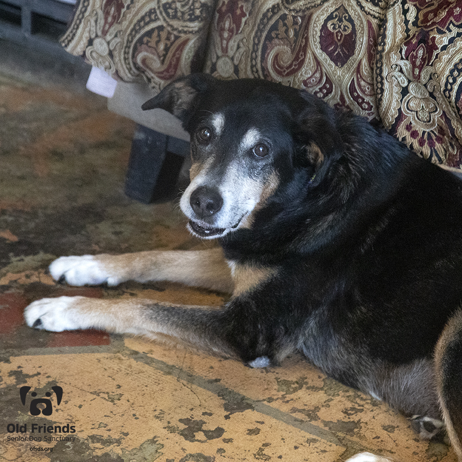 oldfriendssds's tweet photo. "What movie shall we watch together this evening?- Tippy
#ofsds #ofsdstippy #seniordogs #ofsdsgoodnight https://t.co/7hjv9QQL2s