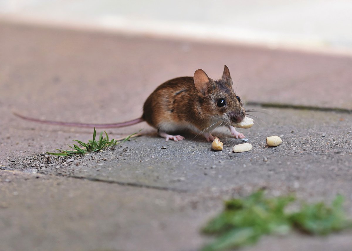 HourlyMouse tweet picture