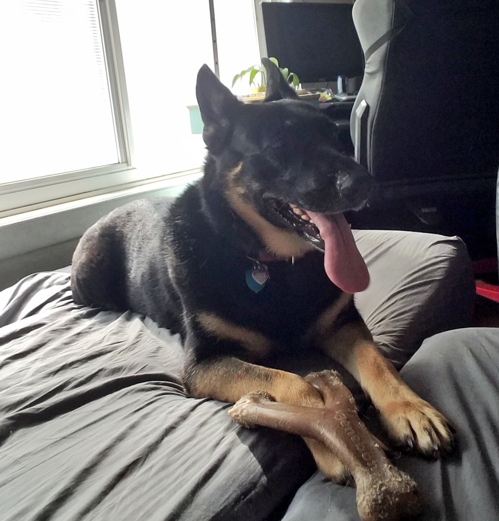SakakiGSD's tweet photo. Daily goal achieved: Panting tired! Momma jogged 2 miles with me and Ivanovici this evening. 
2021 goal is 500 miles!: Almost 70 miles ran or biked this year to date! #instagram #ForrestGump500 #challenge

 #dogs #GSD #fitness https://t.co/NiXmZsJBSO