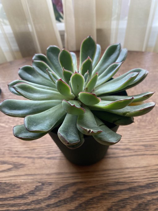 This is my new plant I love them, help me name them! https://t.co/6ZMvIFl0LB