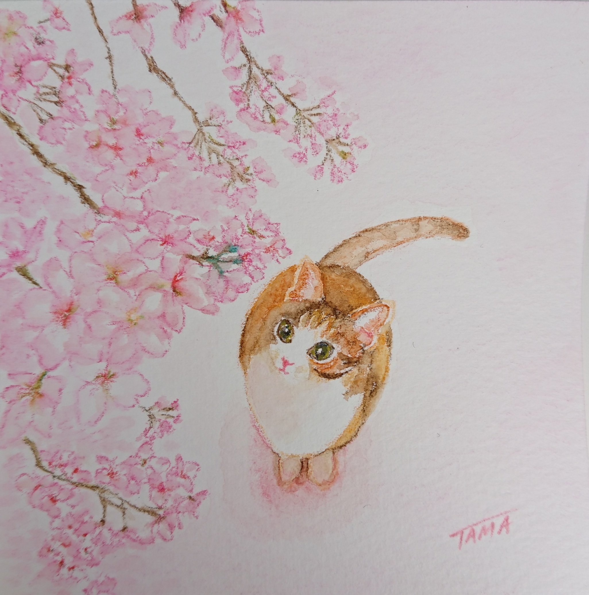 肉球ざくら 」猫イラスト 桜春満開B5サイズ 色鉛筆画