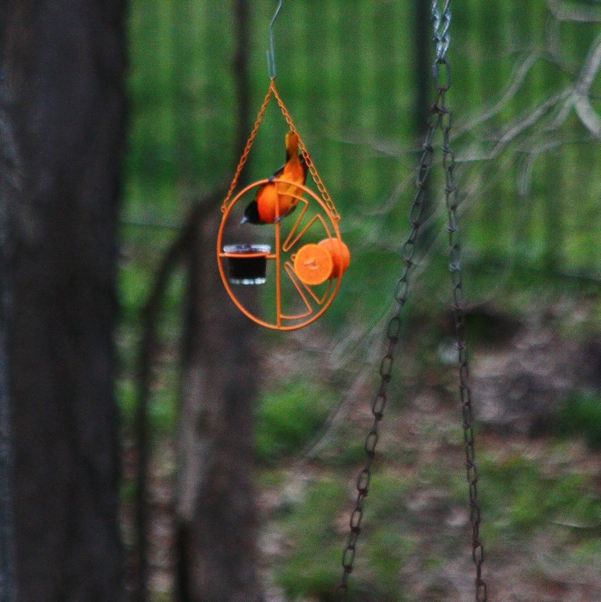PrMelodyBirds's tweet photo. Our first Baltimore Oriole of the season!  It is officially spring.  6:50pm 14 Apr 2021  Mrs PM caught this beauty. #baltimoreoriole2021 https://t.co/BjBgbO6bpu