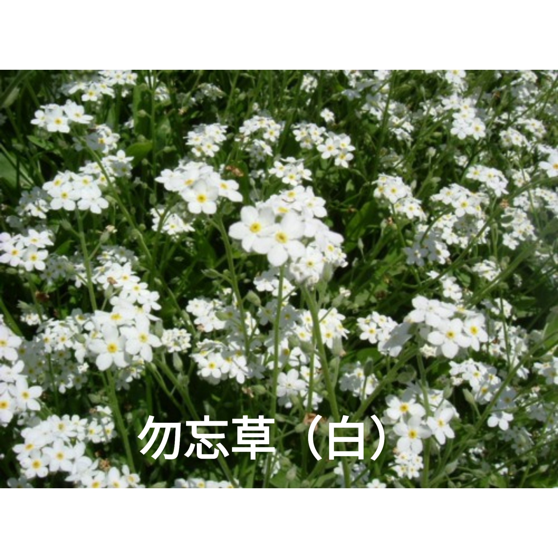 Aki2431 このキスも忘れよう この歌詞の場面で勿忘草 ワスレナグサ なんてエモい って思い花言葉調べたら ん 画像よく見るとちょっと違う でもエモいから勿忘草って事でいいですか 勿忘草 花言葉 私を忘れないで 誠の愛 真実の友情