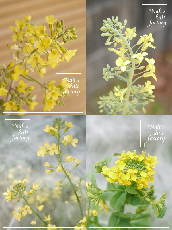 ナー 二十日で育つラディッシュの残りを半年放置したら 花が咲いてた ラディッシュはアブラナ科ダイコン属だそうです アブラナ科の植物は黄色いお花のイメージがあったけれど 大根はそうでもないんですね 2枚目は昔庭で咲いたアブラナ科の 葉牡丹