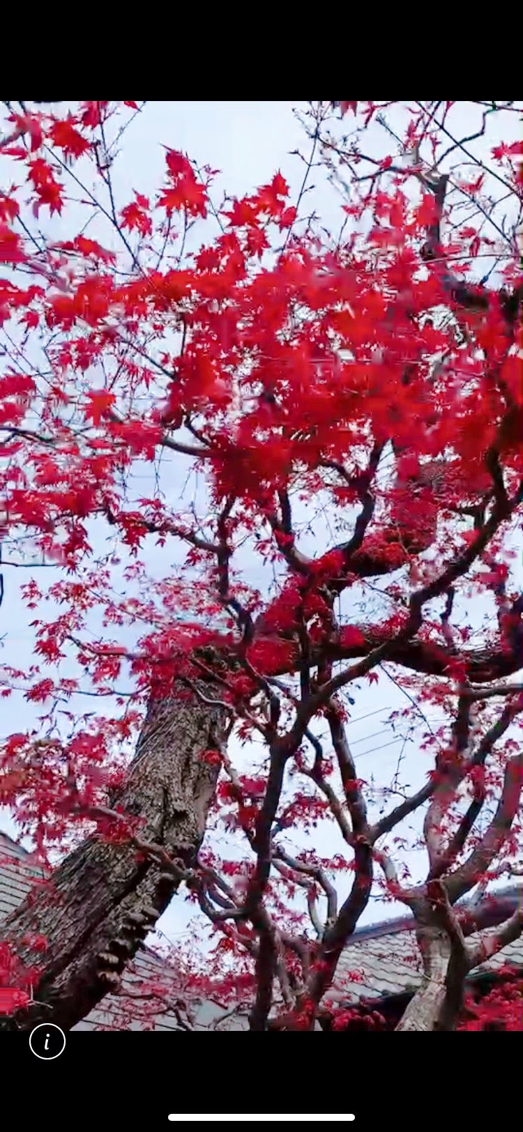 イマジン 仙台 石橋屋 のイロハモミジ いろは紅葉 と しだれ桜 この時期の仙台の風物詩です ここでは 春にモミジが赤く染まります 春のイロハモミジいいですよね秋とは また違う趣があります 花好きさんと繋がりたい イロハモミジ 仙台