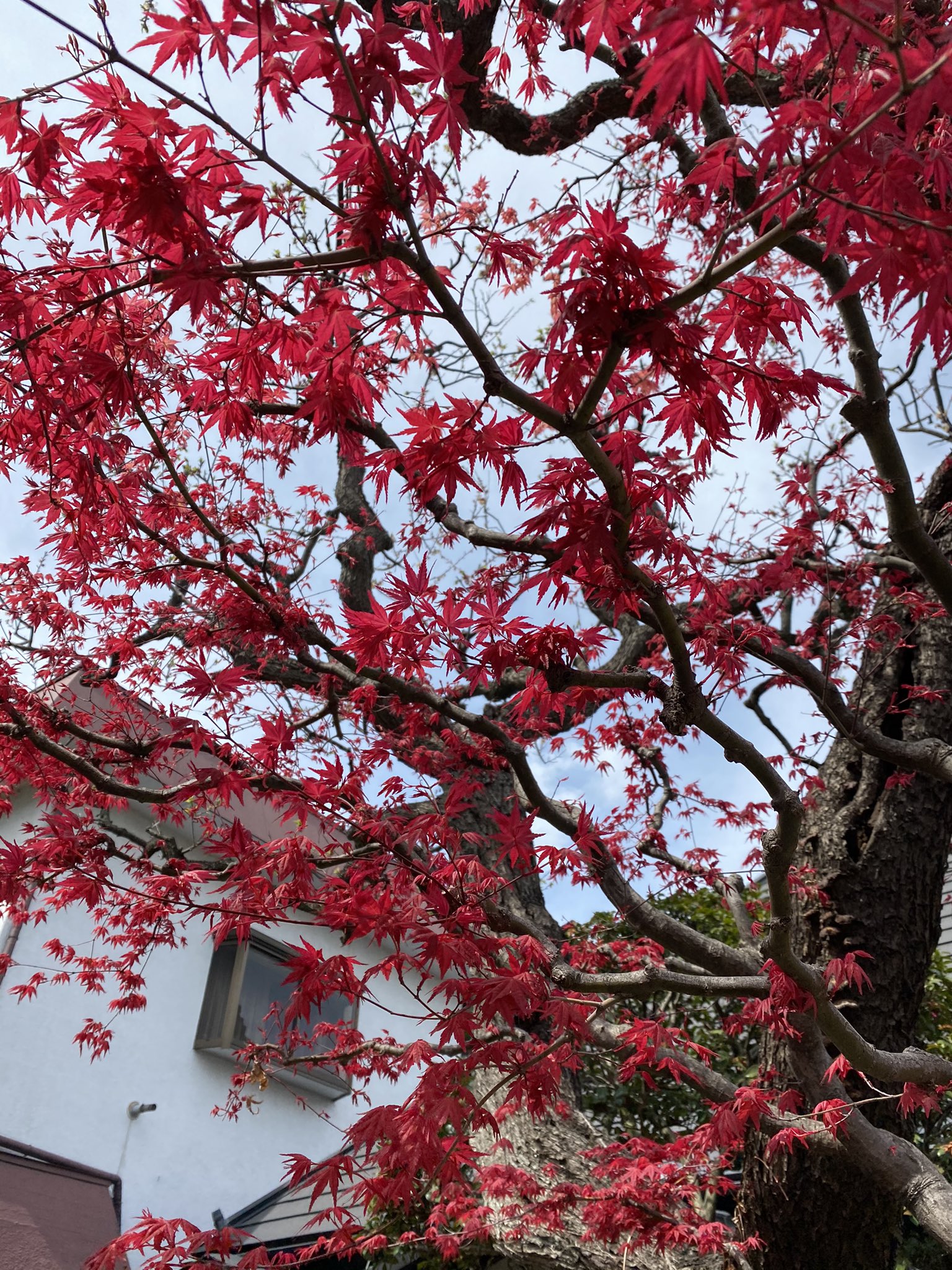 イマジン 仙台 石橋屋 のイロハモミジ いろは紅葉 と しだれ桜 この時期の仙台の風物詩です ここでは 春にモミジが赤く染まります 春のイロハモミジいいですよね秋とは また違う趣があります 花好きさんと繋がりたい イロハモミジ 仙台