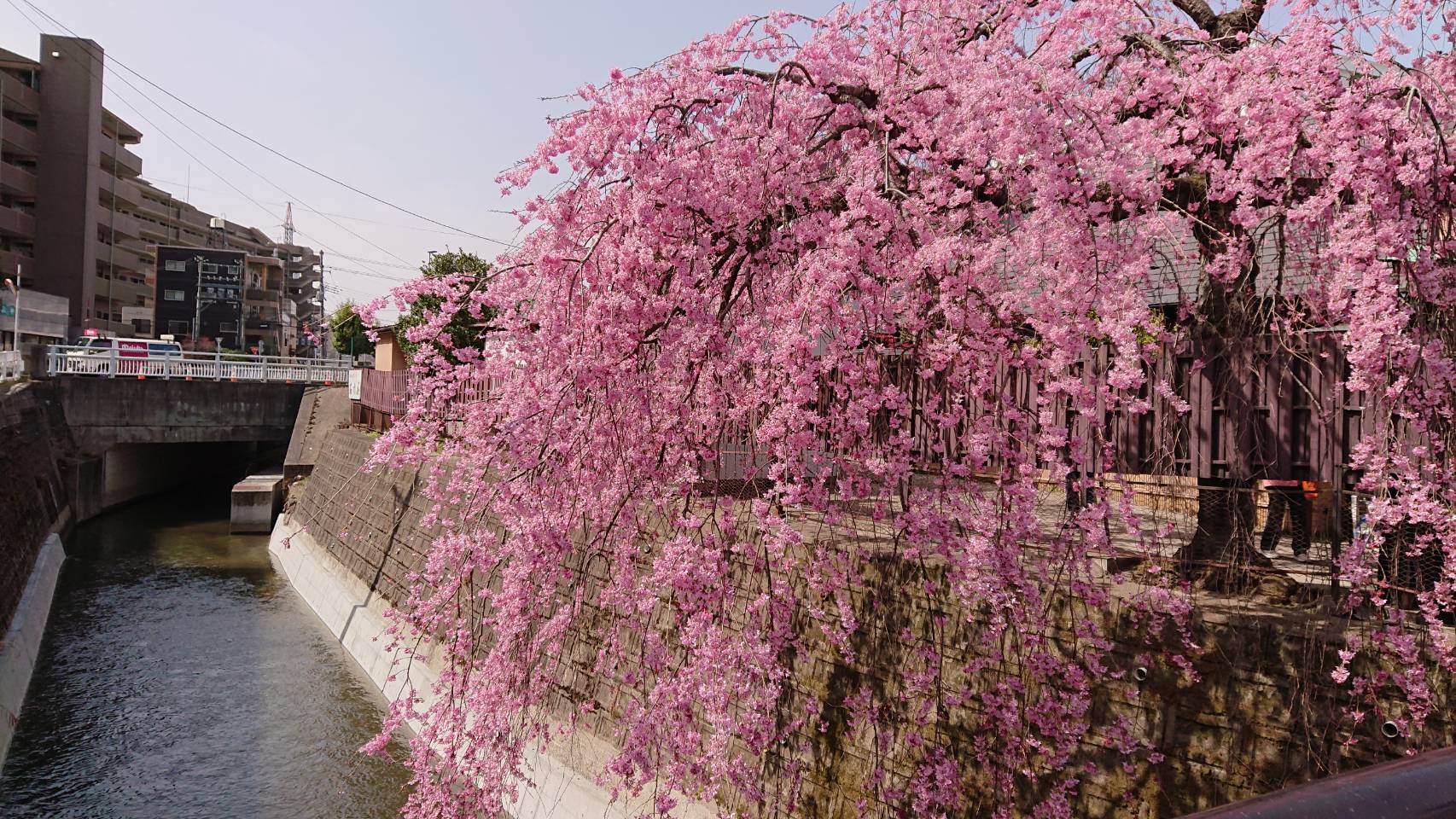 イマジン 仙台 石橋屋 のイロハモミジ いろは紅葉 と しだれ桜 この時期の仙台の風物詩です ここでは 春にモミジが赤く染まります 春のイロハモミジいいですよね秋とは また違う趣があります 花好きさんと繋がりたい イロハモミジ 仙台