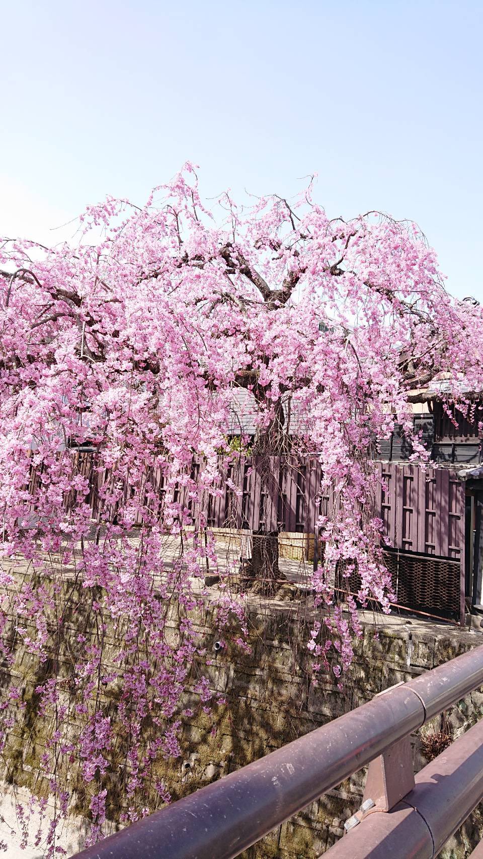 イマジン 仙台 石橋屋 のイロハモミジ いろは紅葉 と しだれ桜 この時期の仙台の風物詩です ここでは 春にモミジが赤く染まります 春のイロハモミジいいですよね秋とは また違う趣があります 花好きさんと繋がりたい イロハモミジ 仙台