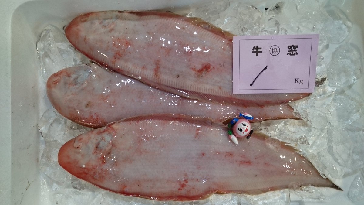 おはようございちばーん 今日紹介するのは アカシタビラメ だよ 瀬戸内海では通年水揚げがあり味も年中安定して美味しいお魚 写 21 04 15 南区の行政 岡山市中央卸売市場 おかいちちゃん ぐるっと岡山