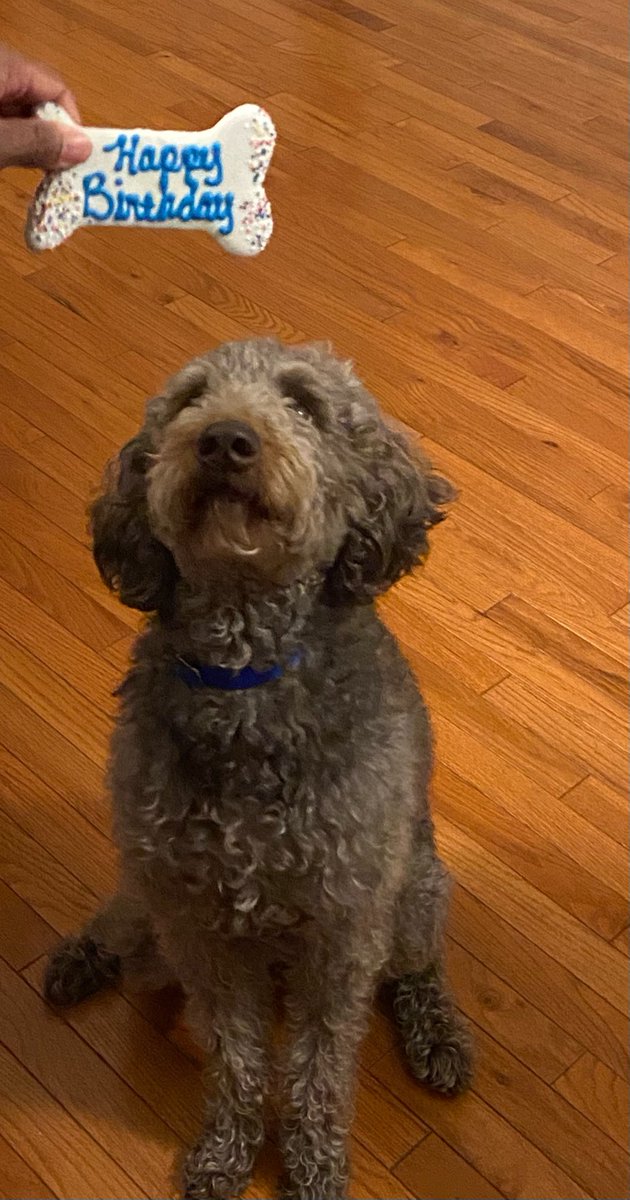 finn_support's tweet photo. It’s my 3rd birthday today.  Thanks to Wags to Whiskers of Saline for the tasty treat!!! https://t.co/cDuYPDehsp