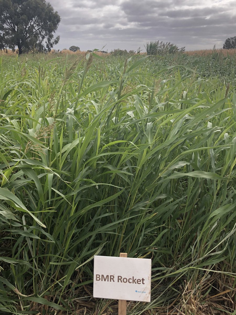 2021 Forage Sorghum Field Day with <a href="/PacificSeeds/">Pacific Seeds</a> near Kerang Vic. Great Technical information presented by <a href="/AgMannes/">Anton Mannes</a> and <a href="/schilgee/">iKarl iSchilg</a> <a href="/EldersLimited/">Elders</a>