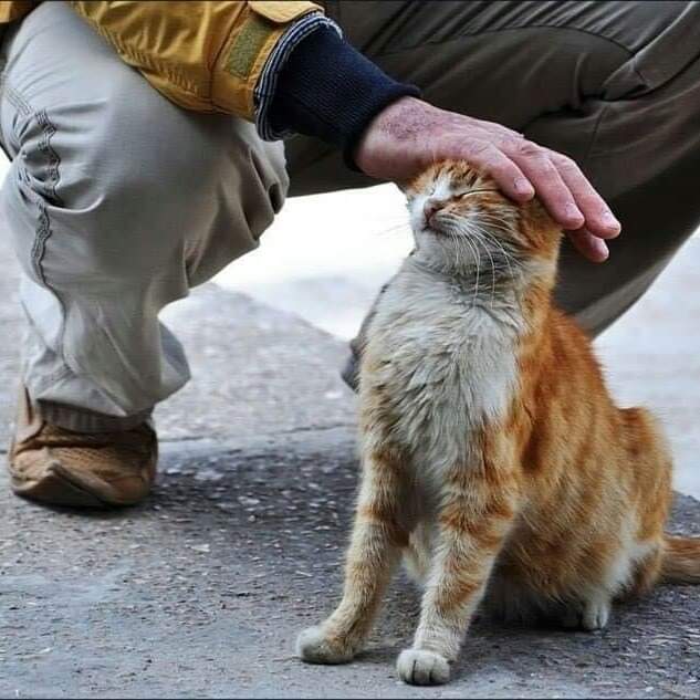 Котенок подобранный с улицы. Добрые поступки. Доброта к животным. Милосердие к животным. Бездомные животные.