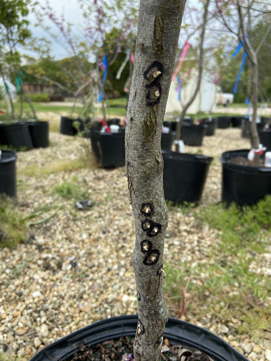 #AmbrosiaBeetles are coming strong while we are approaching the peak of activity for these guys in eastern #Virginia #ornamentals #nursery