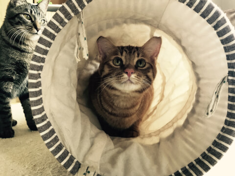 ペットペディア ねこねこ団 ゴキブリ対策で効果が高いと言われている ブラックキャップ ブラックキャップの成分や猫への危険性の有無 万が一食べてしまった時の対策方法 ゴキブリを食べることの危険性 などについて詳しく解説します T Co