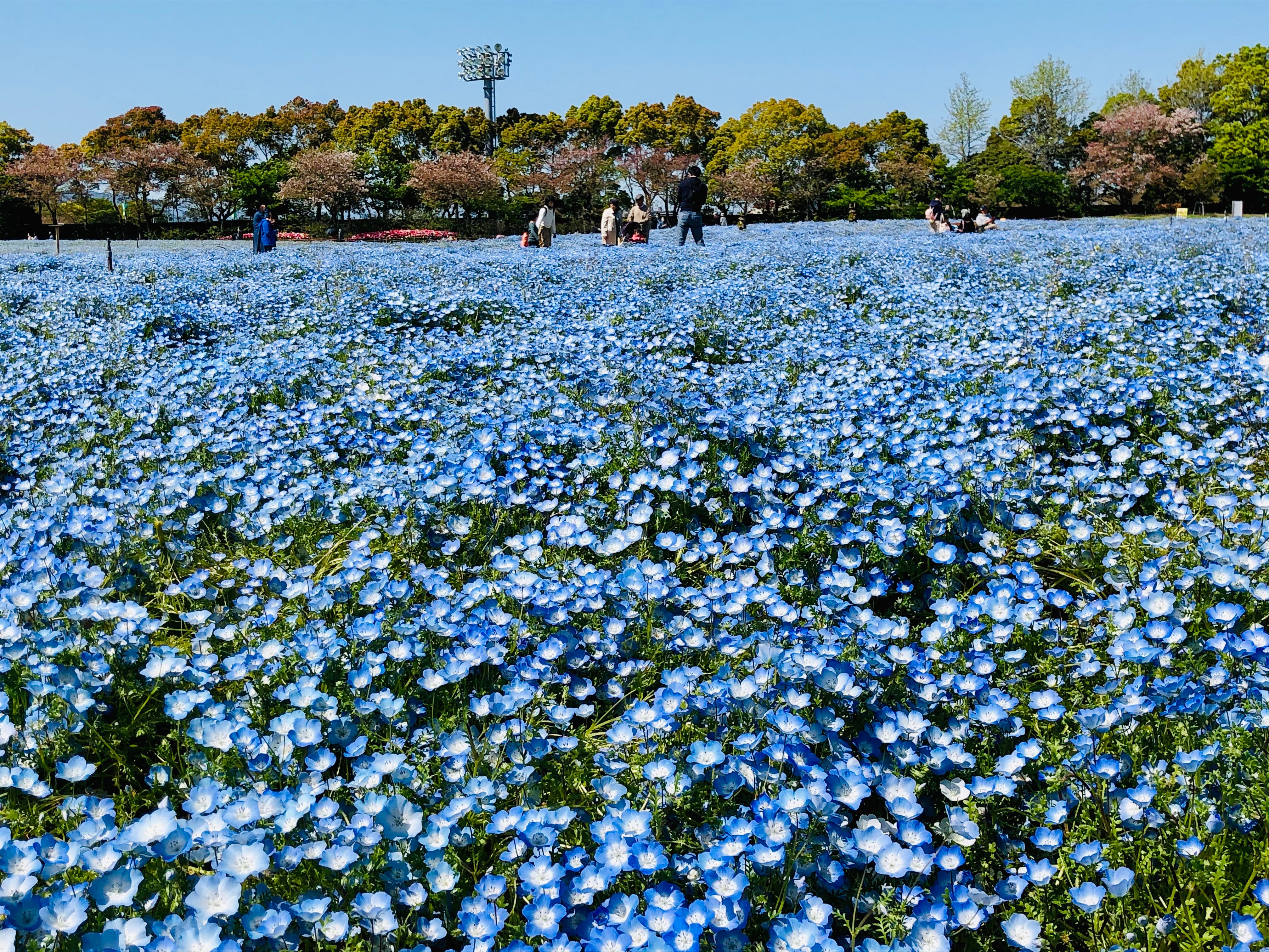 ナガシマリゾート公式 春の訪れ 可憐な青色の花 ネモフィラ 空と海と丘が一体化したかのような絶景 青い花 が広がります T Co 6ur81r8akg なばなの里 三重県 桑名市 Nemophila 空 海 青 花言葉 花 Flower 風景 ファインダー越し
