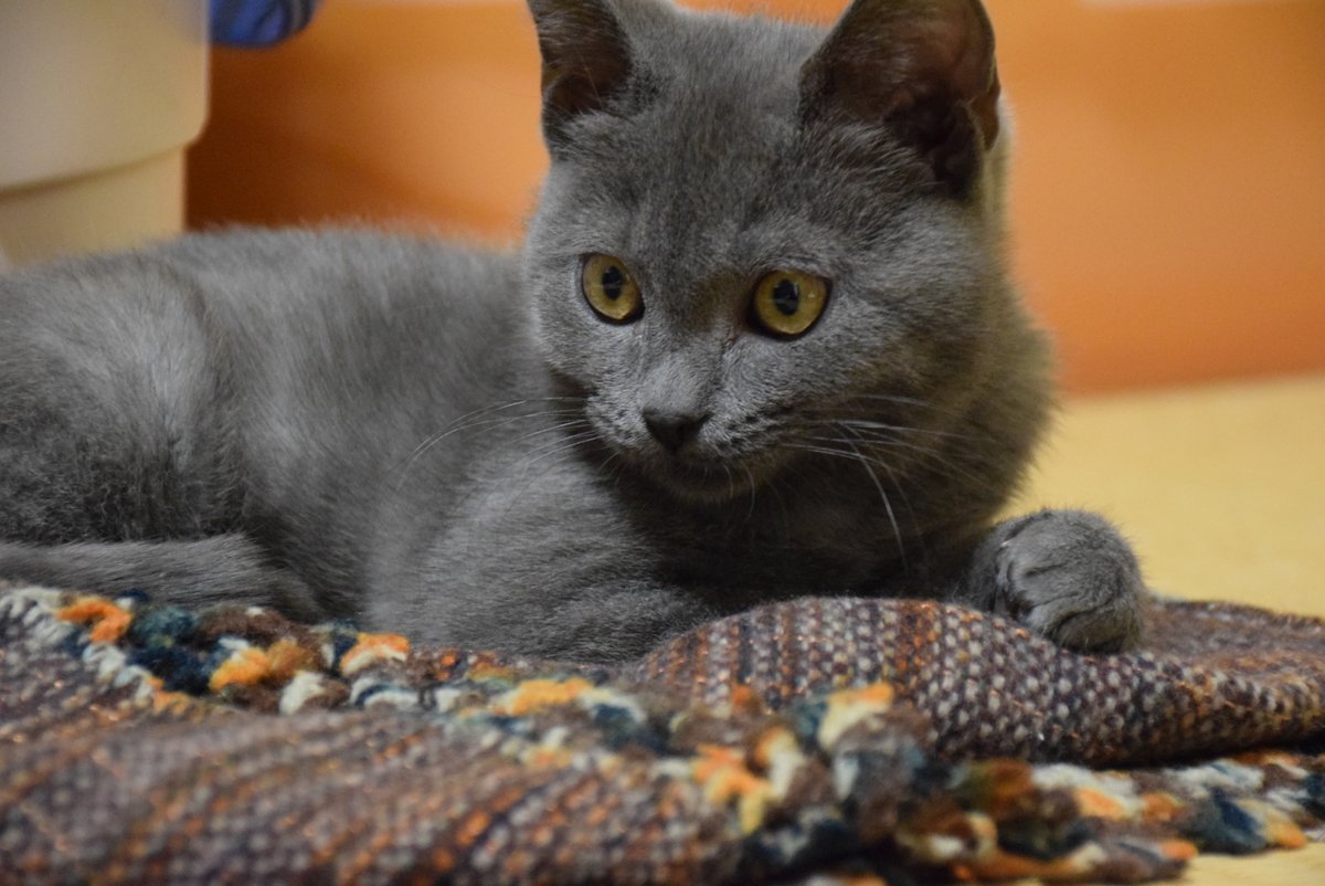 MyCatDiary_jp tweet picture