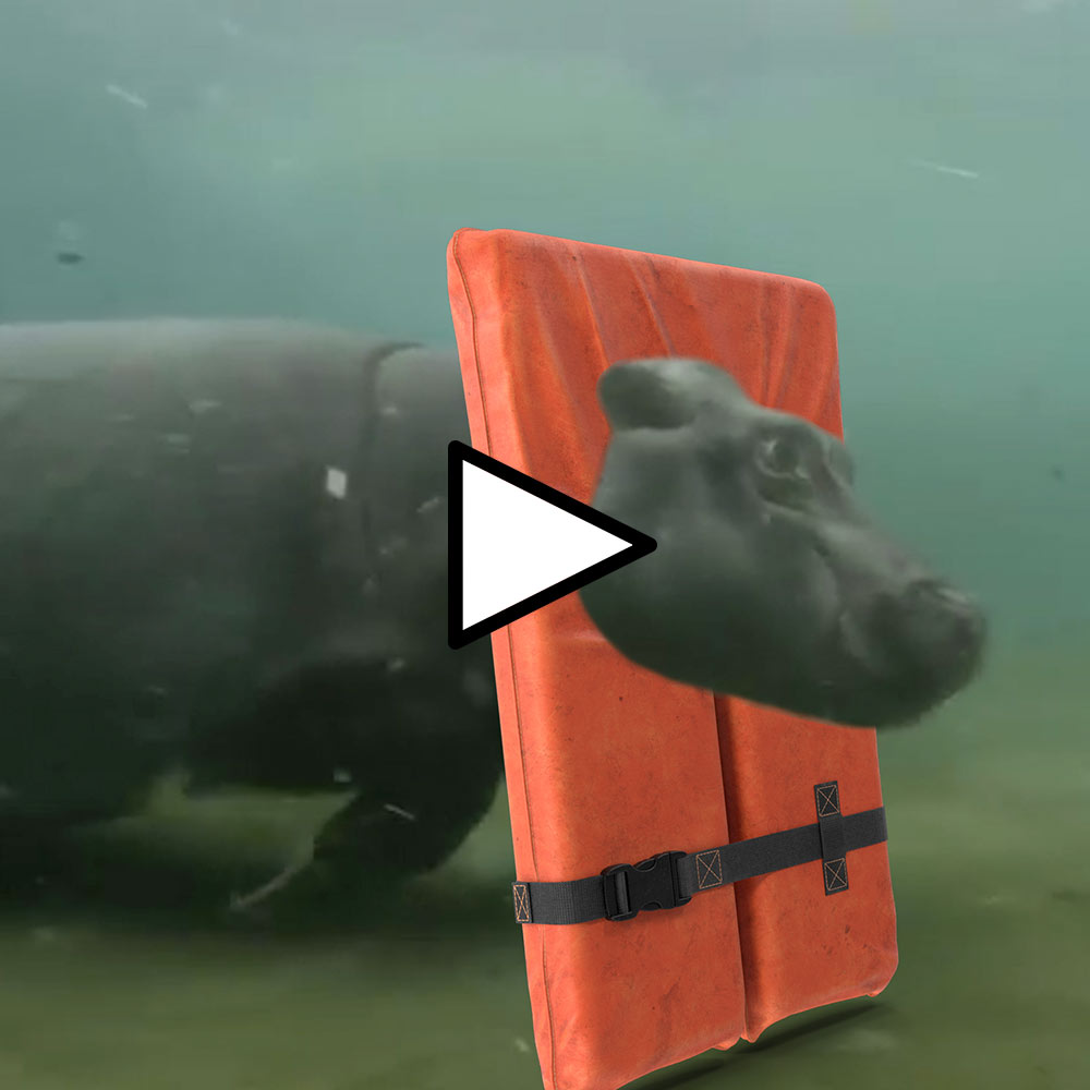 Fun Fact of the Day - Hippos Can't Swim youtu.be/HZHLgpAo6Jw #hippo #swimmer #FunFact