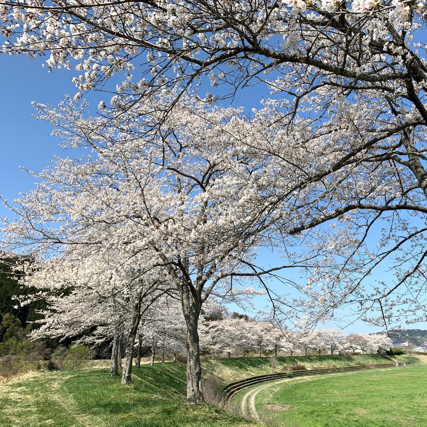 一関areatowers 桜 夜桜 21 千厩川堤防の桜並木 一関市川崎町 いろんな種類の桜 があり長い期間お花見が楽しめそうです 夜はライトアップされています 4 12撮影 桜21 桜 夜桜 桜ライトアップ 桜一関 川崎町 川崎町薄衣 一関市川崎