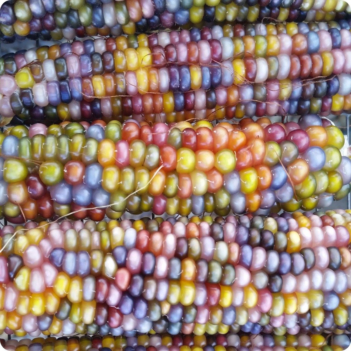 the multicolored corn in that picture is a strain of corn called Glass Gem Corn, and it was developed through selective breeding - form of genetic modification - in 1994if this corn was a person it would barely be old enough to rent a car
