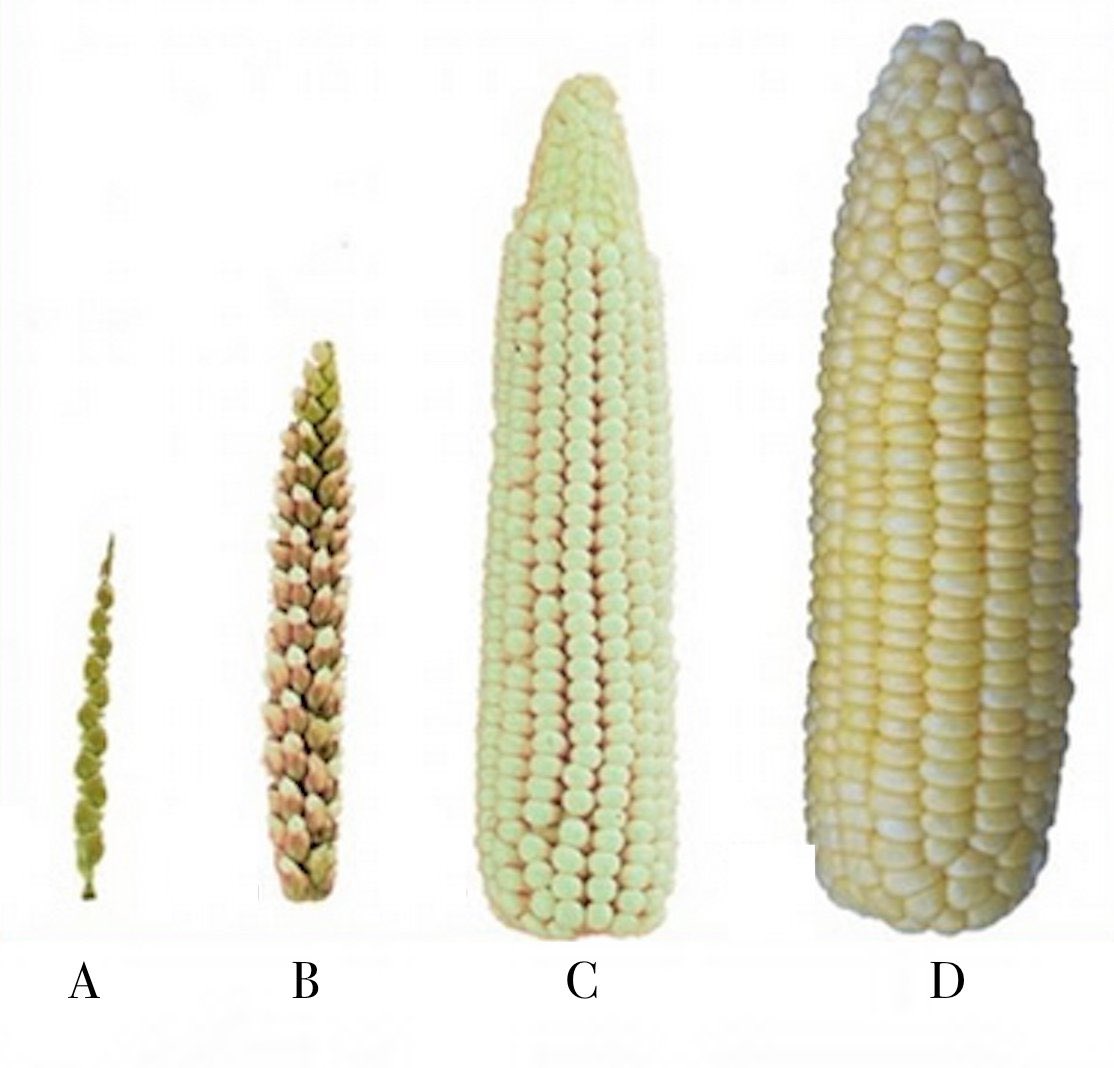 the “original form” of corn is that hard string of green grass seeds on the far left