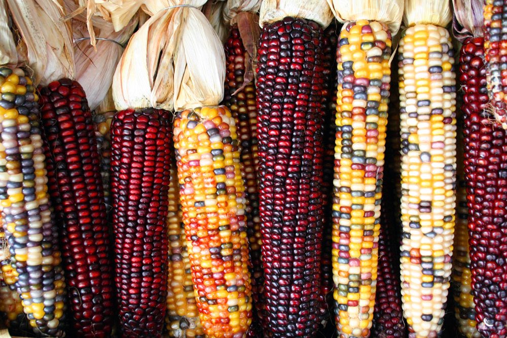 also if you were a child in the 1990s your mom probably had a stack of hard decorative corns that she brought out as festive decor every thanksgiving