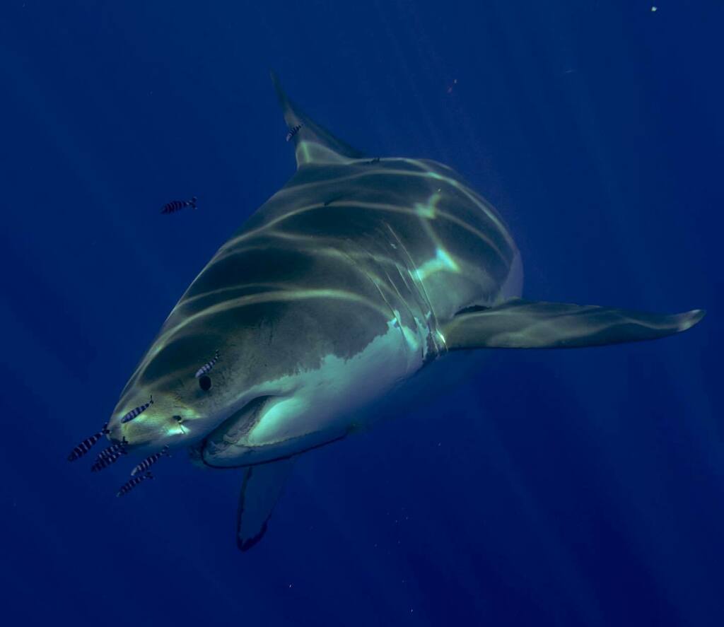Shark Diving Xperts tweet media