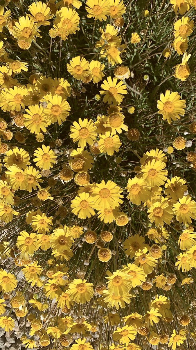 iankint's tweet photo. #plants #nature #flowers #garden #plant #plantsmakepeoplehappy #green #gardening #houseplants #photography #flower #naturephotography #plantlover #love #succulents #urbanjungle #cactus #art #plantlife #beautiful #photooftheday #plantstagram #homedecor #spring #naturelovers #bhfyp https://t.co/aVOsb6Zt6l