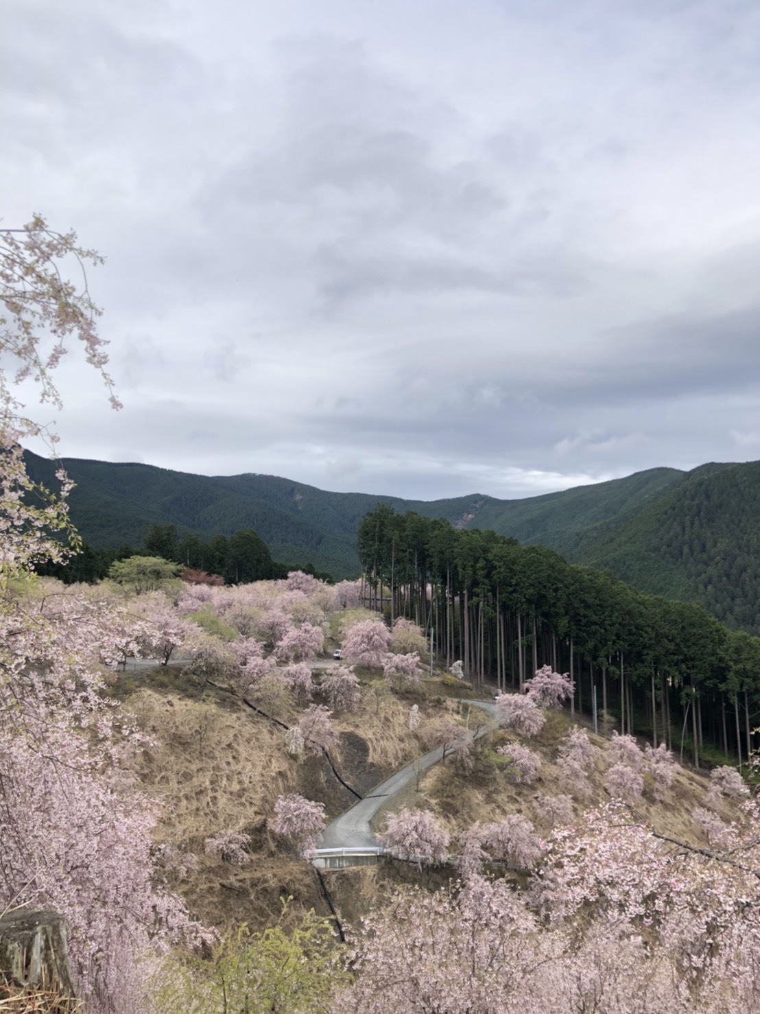 高見の郷 開花状況 舞い始め 天気 曇り 気温 14 日中予想気温 19 現在 天空の庭は曇りです 本日は生憎の天気予報となっておりますが 桜はまだまだ見頃となっております 本日も 皆さまのお越しをお待ちしております コロナ禍の中ご安全に 高見