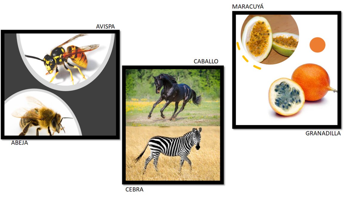 Tree Of Life App tweet media