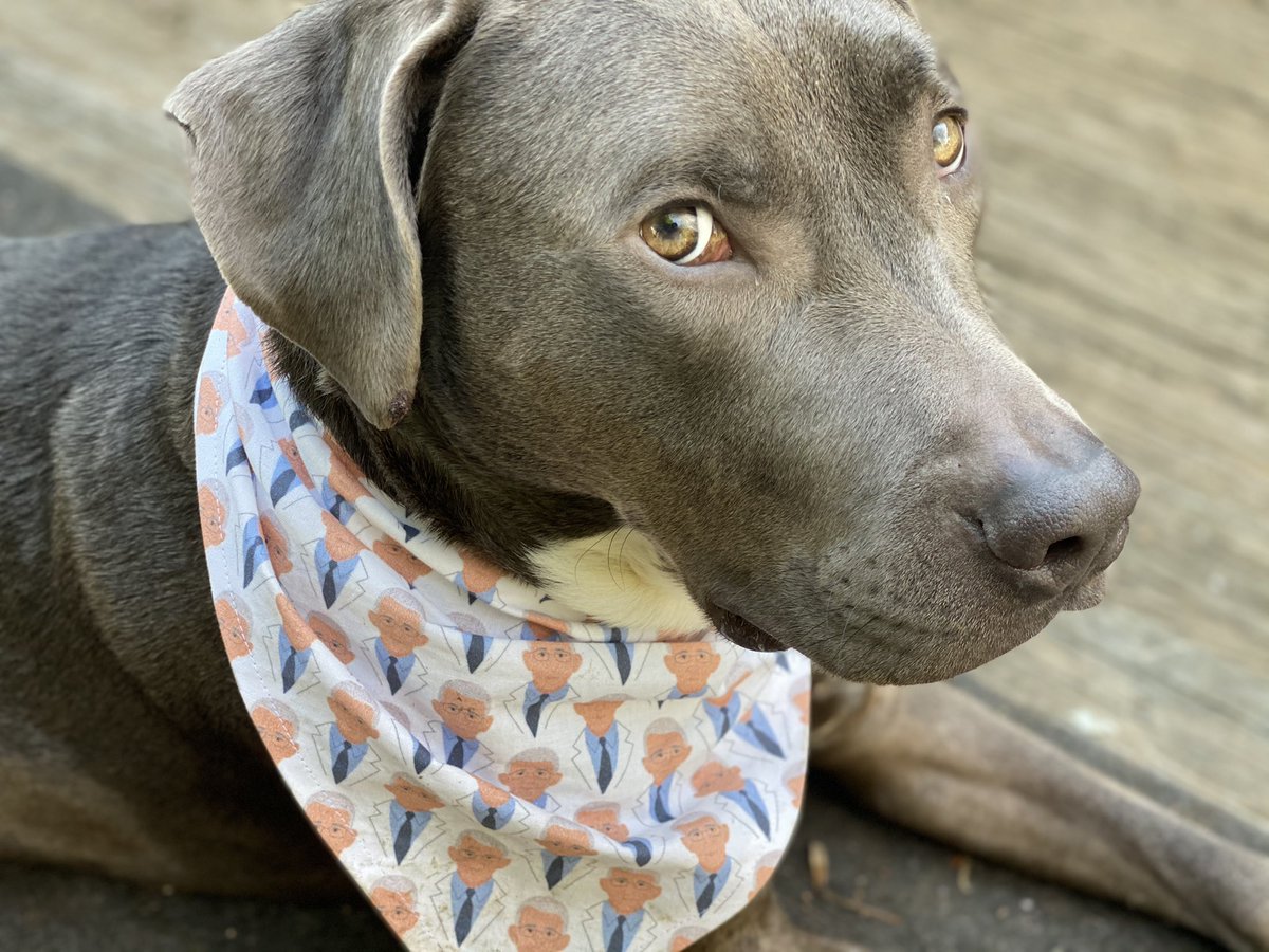 DollyEngland's tweet photo. #DrFauci #dogsoftwitter #princerodger #pittymix https://t.co/BkiDZs40qm