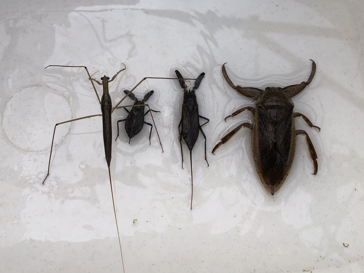 Nacky これでゲンゴロウいないのはおかしいやろ ミズカマキリ ヒメタイコウチ タイコウチ タガメ Nacky これでゲンゴロウいないのはおかしいやろ ミズカマキリ ヒメタイコウチ タイコウチ タガメ