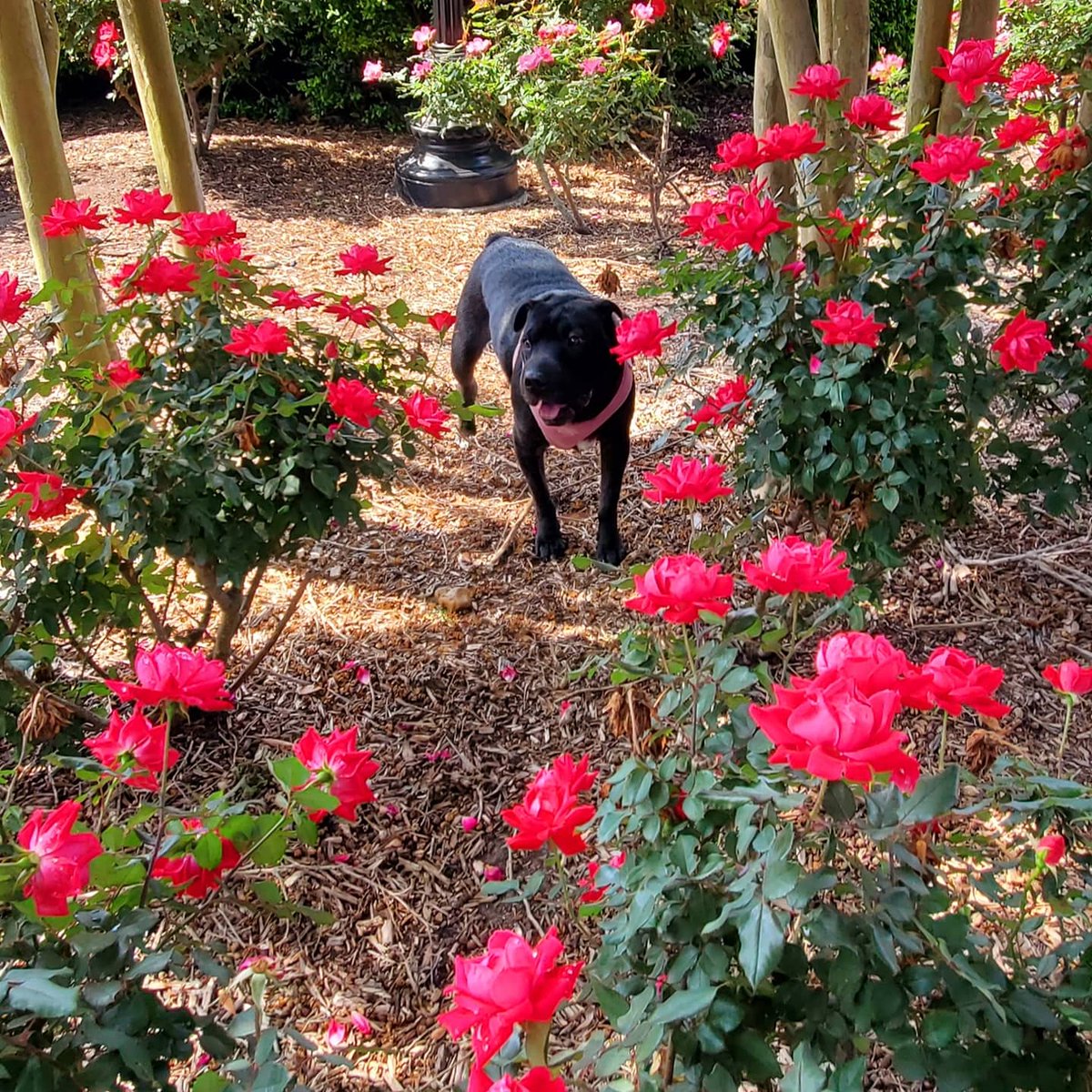 Jessikapetsit's tweet photo. #roverdotcom #roversitterpic #roverwalker #roverdogs #dogsofhouston @RoverDotCom https://t.co/K5G5YqYgKz