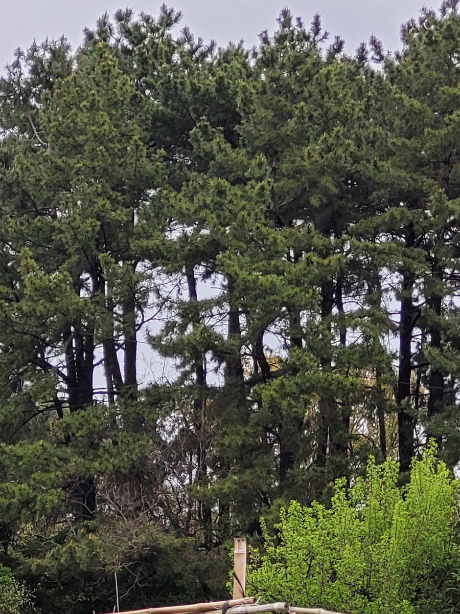 창원시성산구 창원공단 온실가스 차단벽 소나무등 수령20~50년생 둘레40~200cm의 약 22,000 그루의 산림훼손으로 창원시민은 년간350톤 가량의 온실가스를 마셔야합니다.
어찌할까요? 공동주택 건폐율10.93%에서 17.6% 올려도 산림훼손 절반으로 줄일수있는데 누구를 위한 공원개발인가?
창원시~