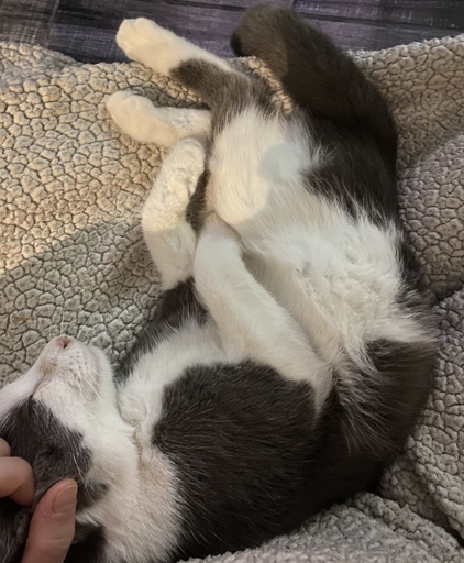 =^.^= Join me in #KittyKrew - a community of proud cat owners to help make caring for your feline friend a whole lot easier and more fun! The first 250 people to join from this offer will win a cat-nip pillow! #ad ahkittykrew.socialmedialink.com