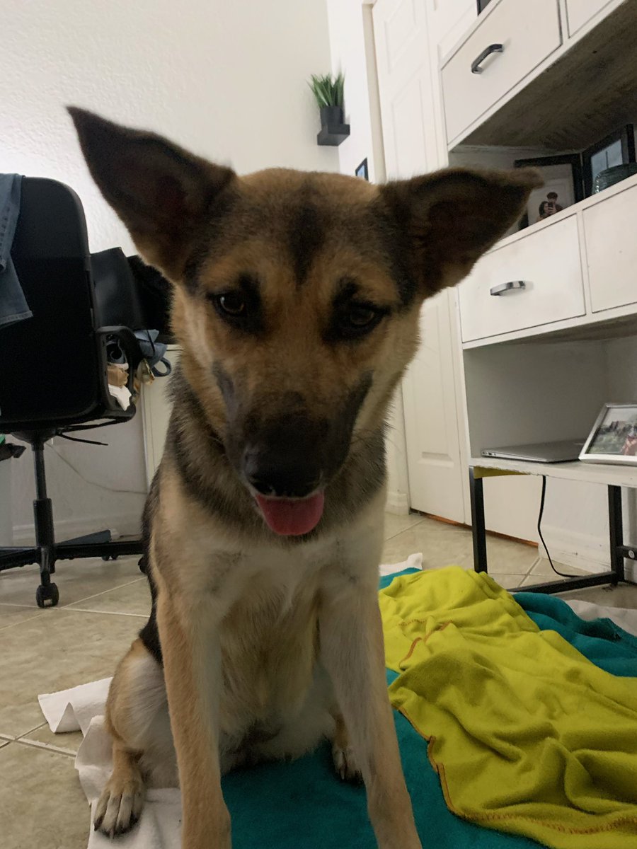 andreaa_arteaga's tweet photo. Found a female dog in the Sunny Isles Beach area. When taken to the vet, we were told she is somewhere around 1-2 years old. She is the sweetest dog 🥺 If anyone could please retweet this post, it would help this doggy find her home. https://t.co/08LHMM0RBe