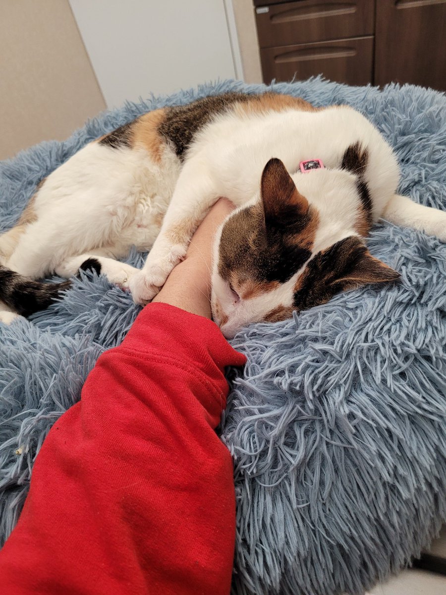 LocalVegetaHoe's tweet photo. Hello, as some of you may know, my cat Cumin has come down with an unknown illness that has been preventing her from walking.

I spent all the money I had on a vet already and it's recommended that I take her to a hospital.

Likes and RTs will help. Thnx.

https://t.co/YT5HCgp2nY https://t.co/QsRkBKVsiM
